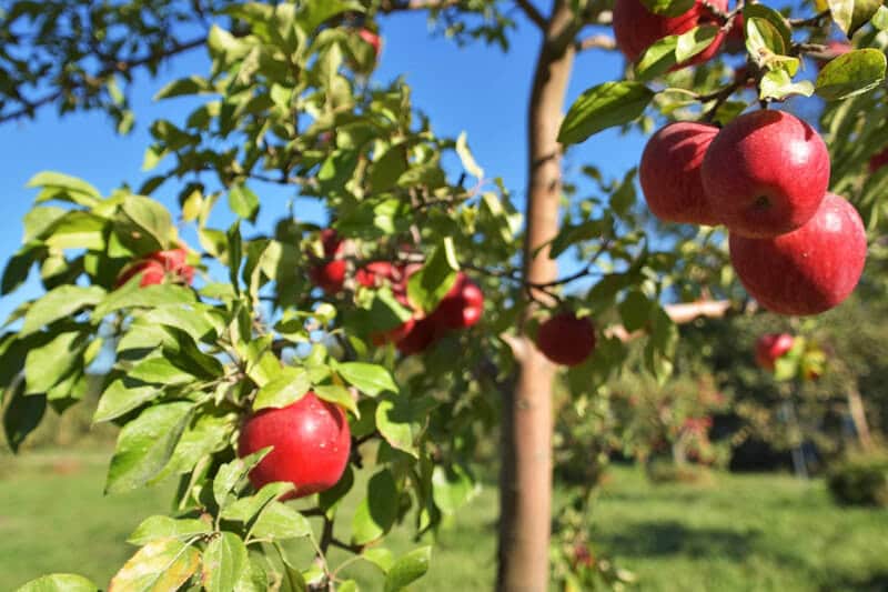 Stowe-Fall-Foliage-Bike-Tour